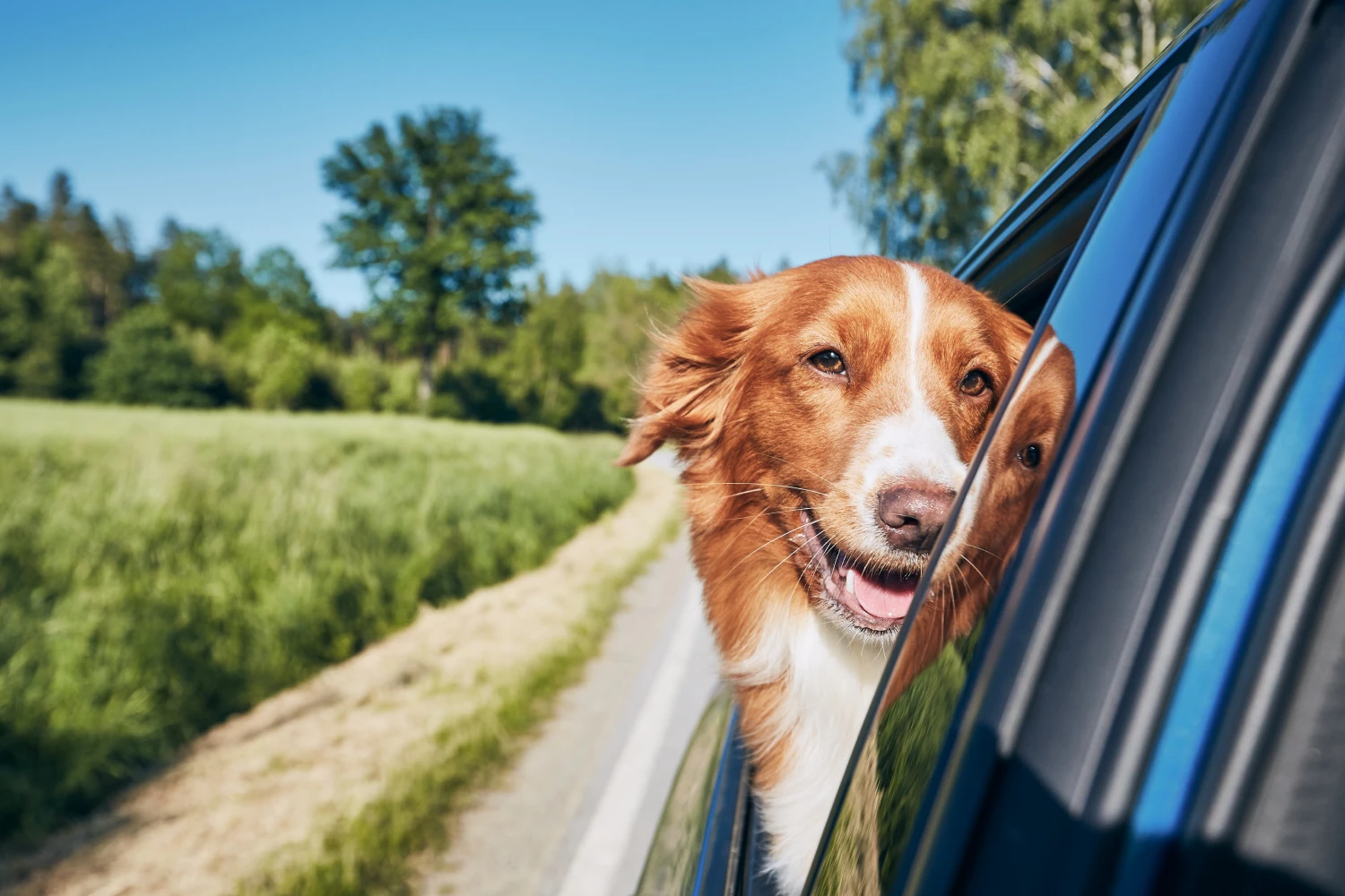 Honda Pilot Dog Car Seat for Duck Tolling Retrievers