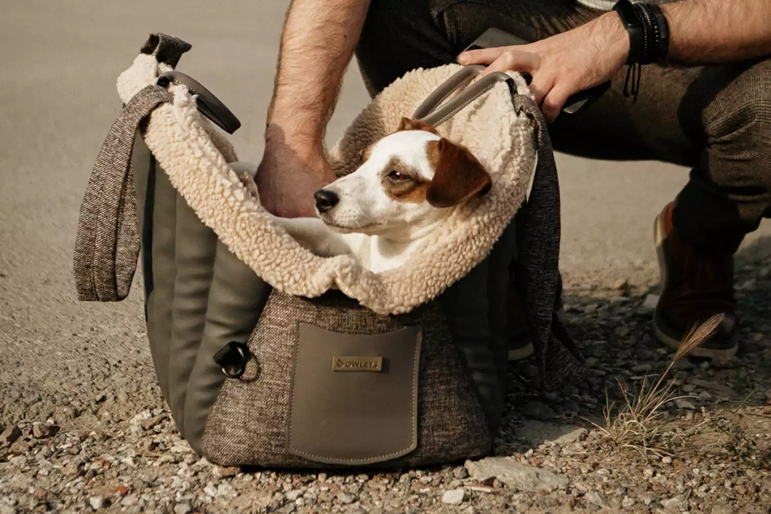 Buick Encore Dog Carrier Car Seat for Russell Terrier