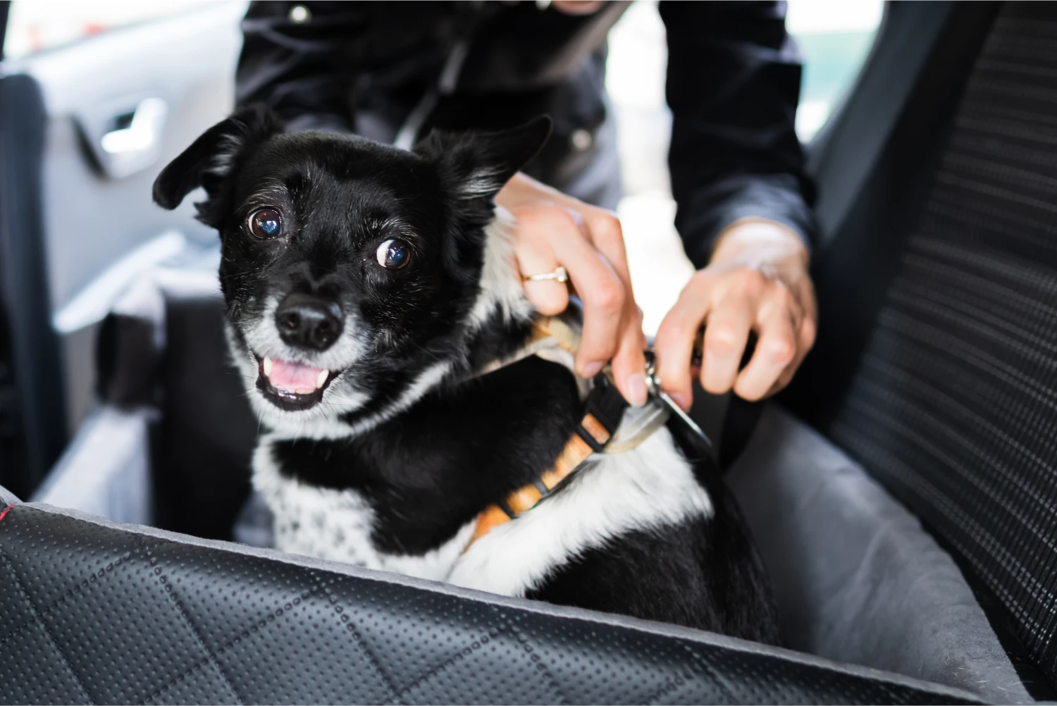 Pembroke Welsh Corgis  Dog Safety Belt for Honda Accord