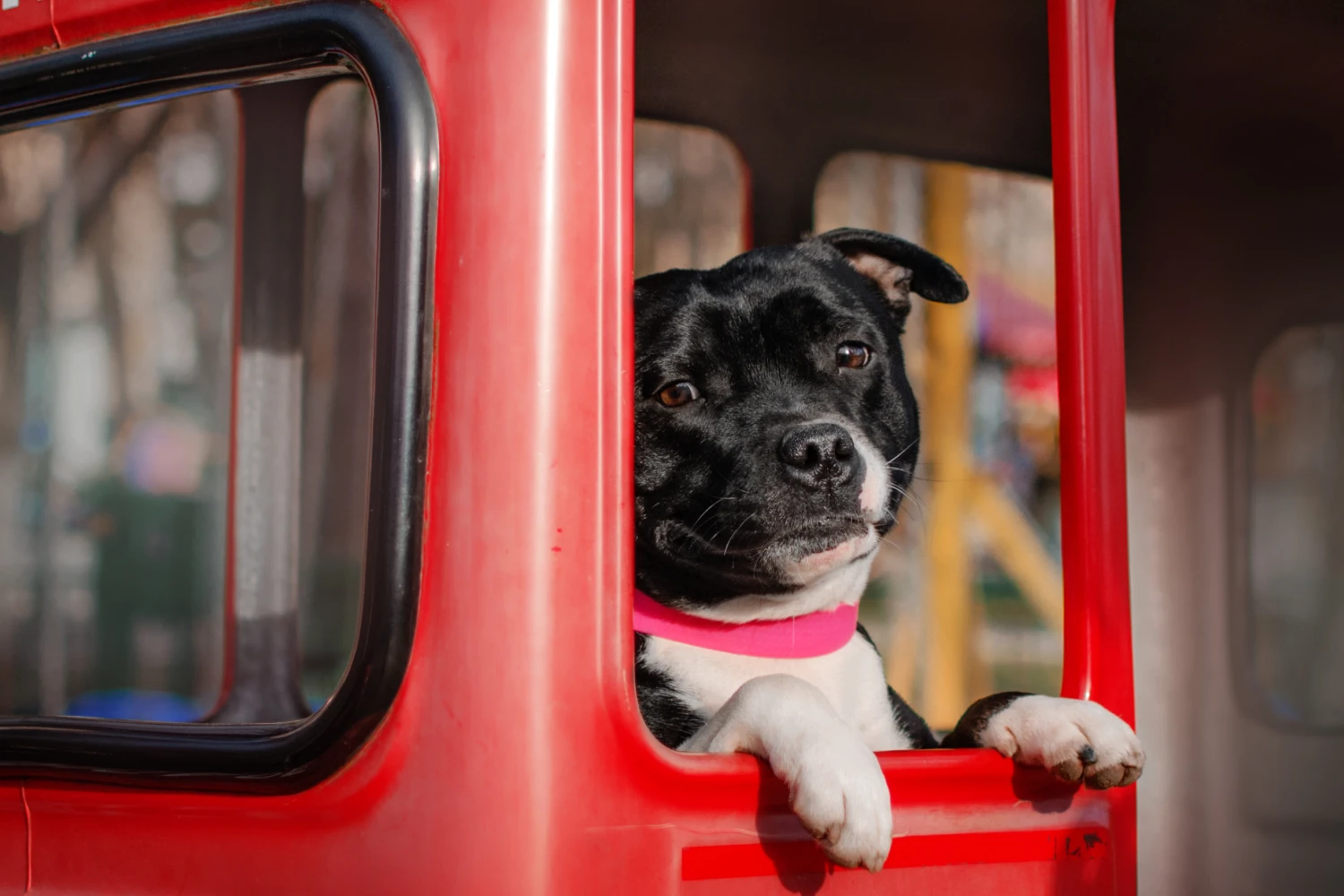 Chevrolet Tahoe Dog Car Seat for Staffordshire Bull Terriers